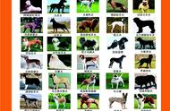 河南省物业管理区域禁养犬只名单公布：50种犬类被限制